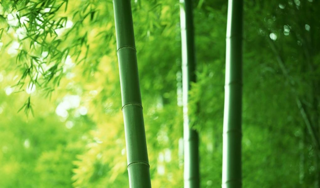 Nên trồng những cây gì trước nhà để hợp phong thủy