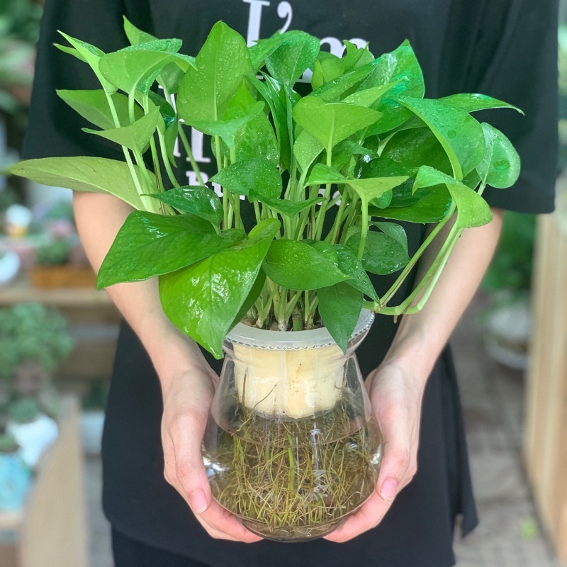 Những tác dụng đối với đời sống