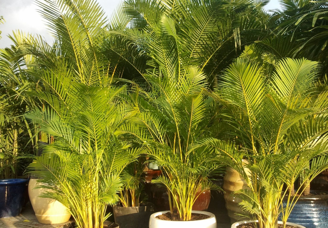 Cau cảnh là loại cây có cuống lá mềm mại