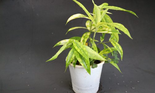 Cây trúc Nhật – Đặc điểm, Ý nghĩa phong thủy của cây trúc Nhật