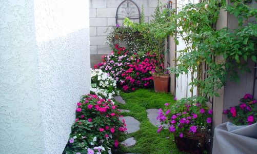 Nguyên tắc bố trí cây cảnh trong sân vườn sao cho hợp phong thủy