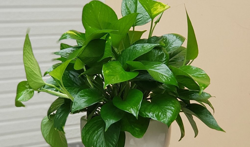 Trồng cây dây leo trước nhà – Top 4 cây không nên bỏ qua